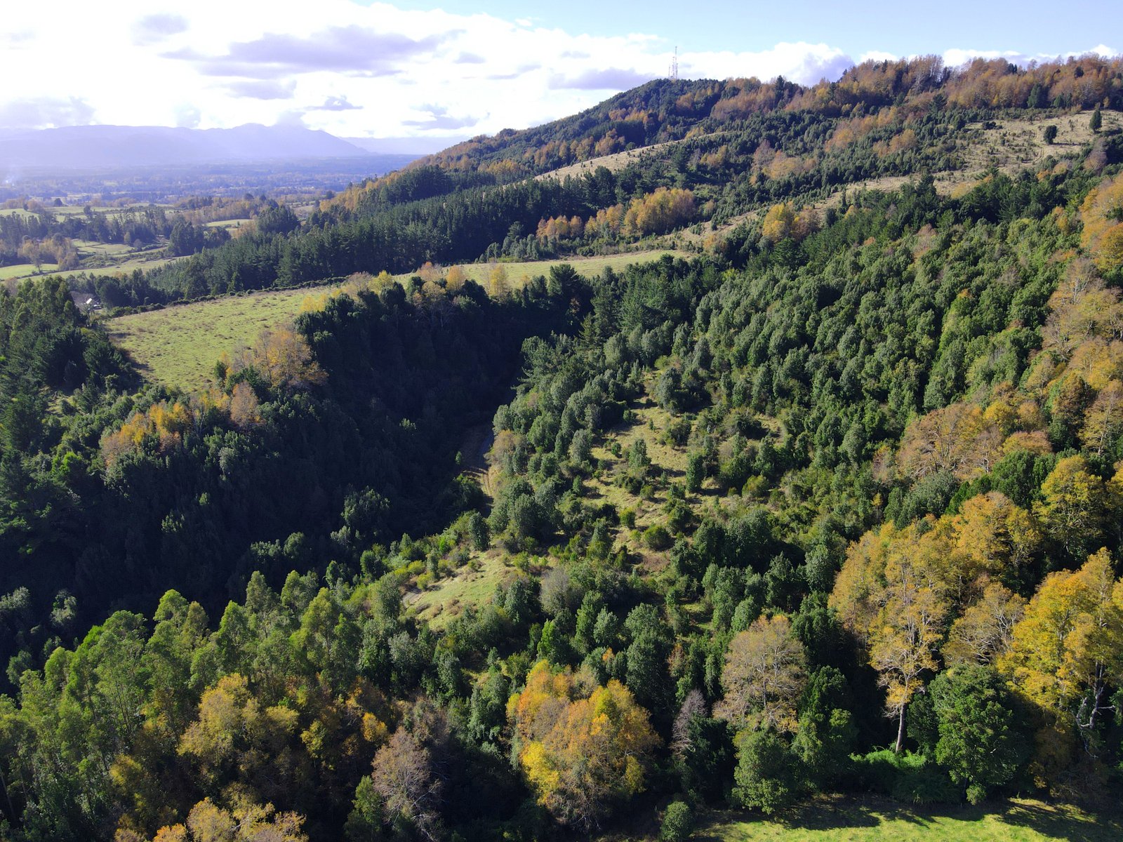 Montañas y vegetación